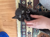 British longhair