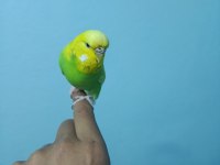 Ele alışkın jumbo muhabbet kuşu