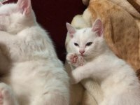 6 aylık ankara kedisi ücretsiz
