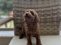 TOY POODLE KORE