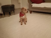 BEDELSİZ SAHİPLENDİRME 7 AYLIK DİŞİ MALTİPOO