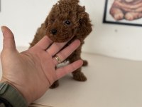 Petmode köpek çiftliğinden tea cup poodle