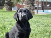 LABRADOR RETRIEVER YAVRULARI ISTANBUL