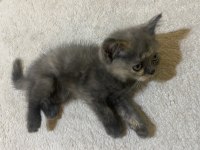 British Shorthair Yavru Sahiplendirme