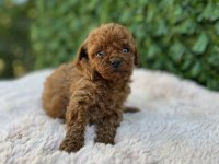 Toy Poodle Bebekler Üst Kalite