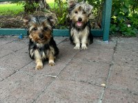 AŞILI KARNELİ ÇİPLİ YORKSHİRE TERRIER BEBEKLERİM