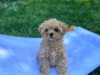 DÜNYA TATLISI F2 MALTİPOO YAVRULARI