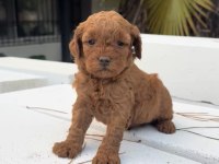 Redbrown Maltipoo