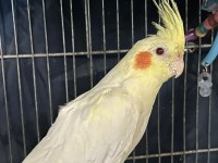 Çift Damızlık Sultan Papağanları