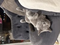 British shorthair kedisi