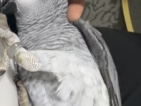 11 AYLIK JAKO FULL ECVİL KONUŞUYOR