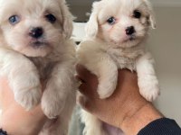 Terrier maltese bebekler