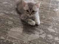Çok sağlıklı kum ve mama alışkanlığı var scottish