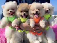 Pomeranian Boo Bebek Köpekler