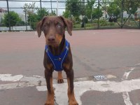 SAHİBİNDEN DOBERMAN