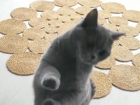British shorthair 1.5 yaşında