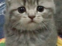 Bı lokma aşk scottish fold