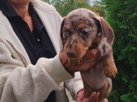 Birbirinden özel dachshund yavruları