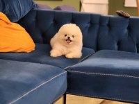 KARBEYAZ 1 YAŞ TEACUP ERKEK POMERANİAN
