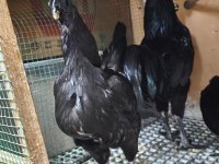 Ayam Cemali