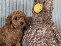 Eşsiz Güzellikte Toy Poodle Yavrumuz