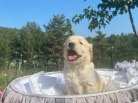 Baby face safkan golden retriever yavrularımız