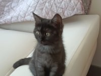 Kara kız british shorthair