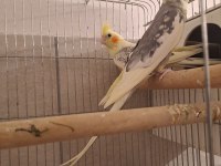 Damızlık Pied Çift Sultan Papağanı