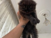 1 buçuk yaşında Dişi Exotic shorthair ve Yavruları