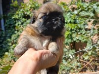 Yavru pekinez köpekler