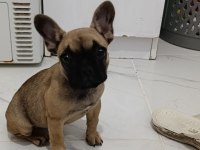 3 aylık french bulldog kızımız