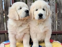Golden Retriever Kapıda Ödeme Hizmetimiz Vardır