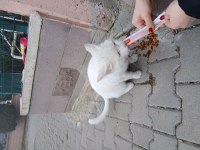 Ücretsiz ankara kedisi acil yuva