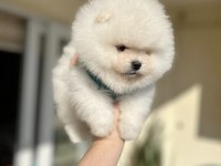 Pomeranian boo A kalite tea cup