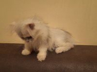 British Longhair Dişi Safkan