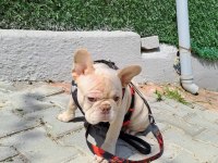 Evinize neşe katacak french bulldog yavrumuz
