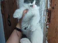 Cindy 2 aylık yavru kedimiz