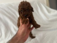 Red brown toy poodle erkek dişi