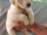 Harika golden retriever bebişler