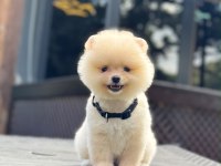 Yavru Pomeranian Boolarımız