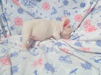 Ankara Exotic french bulldog