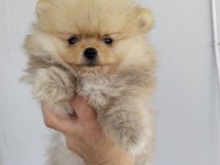 Küçük pomeranian ayıcıklar