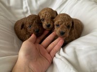 Erkek ve Dişi Toy Poodle yavrular Kore kan