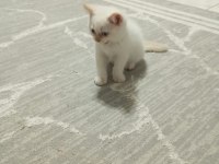 British shorthair point bebekler