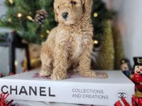 Mükemmel Kalitedeki Toy Poodle Yavrularımız
