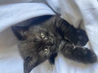 BRITISH BLACK SHORTHAIR