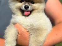Yavru Pomeranian Boolarımız