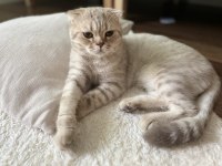 Scottish fold whiskey yuva arıyor