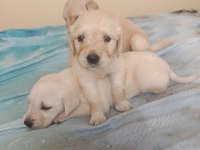 Maltipoo kalite yavrular ırk sağlık garantili