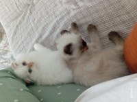 3-6 aylık scottish fold yavrularımız için yuva arıyoruz